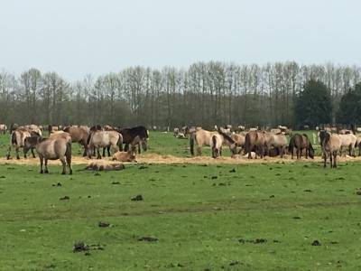 Wildpferde im Merfelder Bruch 
